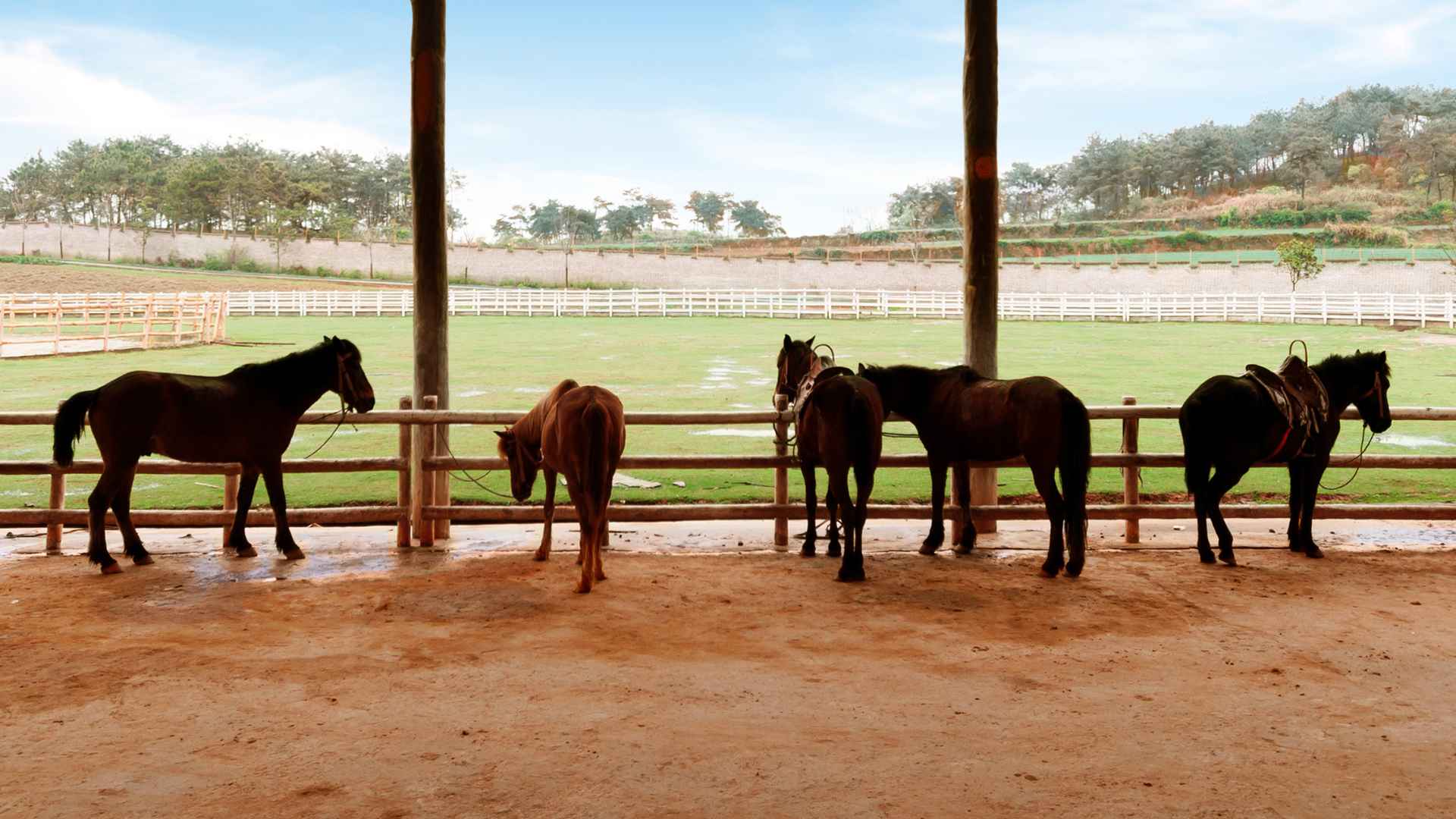 ECO-FARM 2 Maneggio e ambiente equestre per le pavimentazioni ECO-FARM