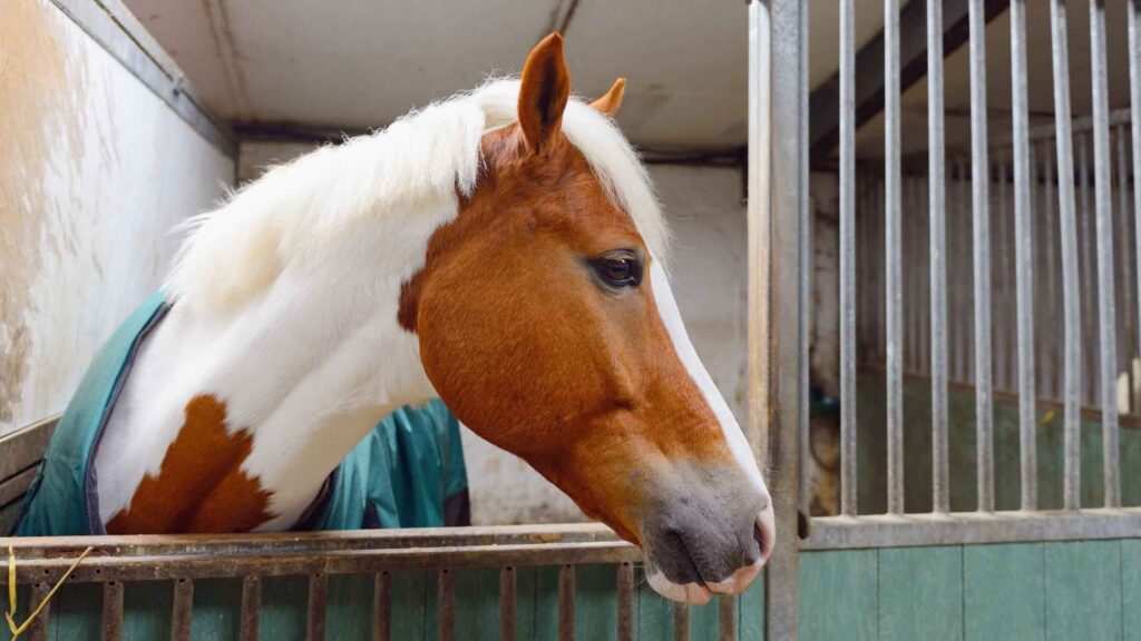 ECO-FARM 7 box cavallo
